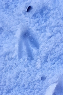Images Dated 9th February 2007: gentoo penguin, Pygoscelis Papua, footprint in glacial ice, western Antarctic Peninsula