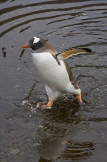 Hercules Bay Prints: Gentoo Penguin (Pygoscelis papua), Hercules Bay, South Georgia, Antarctica