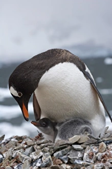 Pygoscelis Papau Prints: Gentoo Penguin (Pygoscelis papua), mother with chick, Neko Harbor, Antarctica