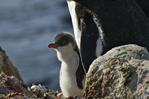 Pygoscelis Papau Prints: Gentoo Penguin (Pygoscelis papua), mother with chicks, Dorian Bay, Antarctica