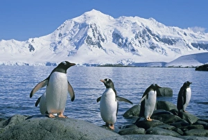 Gentoo Prints: Gentoo Penguin, (Pygoscelis papua), Port Lockroy, group coming ashore, Antarctica
