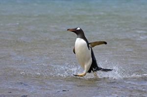 Images Dated 19th January 2007: gentoo penguin, Pygoscelis papua