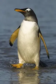 Images Dated 20th January 2010: Gentoo Penguin (Pygoscelis papua) on the beach after returning from feeding at sea