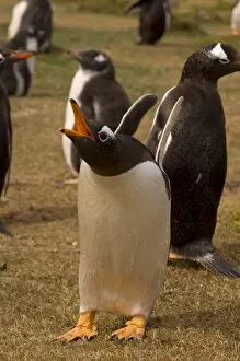 gentoo penguin, Pygoscelis papua, calling, Beaver Island, Falkland Islands, South