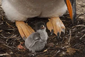 Images Dated 16th November 2007: Gentoo Penguin (Pygoscelis papua) with chick, West Falkland, Falkland Islands. These