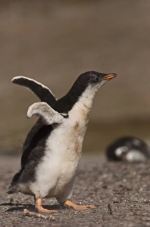 Gentoo Penguin (Pygoscelis papua) chick, Saunders Island, south of mainland, east Falkland Island