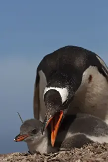 Images Dated 1st January 2008: Gentoo Penguin (Pygoscelis papua) and chick being protected while being on Saunders Island