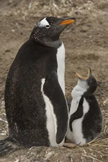 Gentoo Penguin (Pygoscelis papua) and chick wants to be fed, onKeppel Island, off Gentoo Penguin (Pygoscelis papua) and chick wants to be fed, onKeppel Island, off