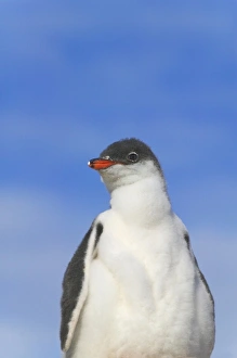 Fluffy Prints: Gentoo Penguin (Pygoscelis papua) chicks, Dorian Bay, Antarctica