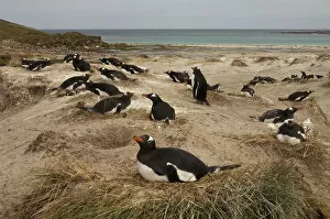 Images Dated 15th November 2007: Gentoo Penguin (Pygoscelis papua) colony. West Falkland. FALKLAND ISLANDS