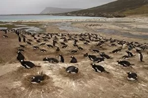 Gentoo Penguin (Pygoscelis papua) colony, West Falkland, Falkland Islands. hese penguins