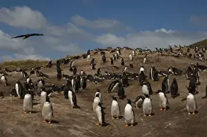 Images Dated 20th November 2007: Gentoo Penguin (Pygoscelis papua) colony on West Falkland, Falkland Islands