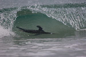 Images Dated 20th January 2010: Gentoo Penguin (Pygoscelis papua) coming in on the surf. Pebble Island. Off north