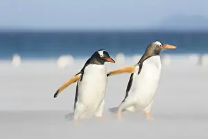 Images Dated 12th January 2015: Gentoo Penguin (Pygoscelis papua) on the Falkland Islands, crossing a wide sandy