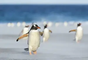 Gentoo Penguin (Pygoscelis papua) on the Falkland Islands, crossing a wide sandy