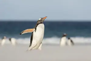 Images Dated 12th January 2015: Gentoo Penguin (Pygoscelis papua) on the Falkland Islands, crossing a wide sandy