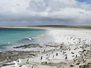 Images Dated 8th January 2015: Gentoo Penguin (Pygoscelis papua) on the Falkland Islands, groups on a wide sandy beach