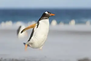 Images Dated 12th January 2015: Gentoo Penguin (Pygoscelis papua) on the Falkland Islands, crossing a wide sandy