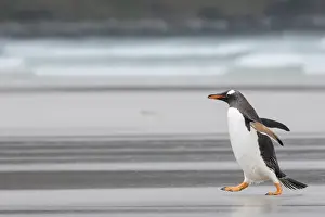 Images Dated 10th January 2015: Gentoo Penguin (Pygoscelis papua) on the Falkland Islands, crossing a wide sandy