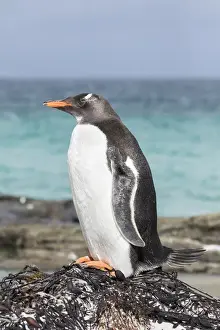 Images Dated 8th January 2015: Gentoo Penguin (Pygoscelis papua) on the Falkland Islands. South America, Falkland Islands
