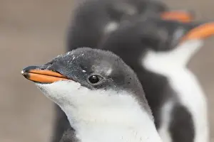 Images Dated 13th January 2015: Gentoo Penguin (Pygoscelis papua) on the Falkland Islands
