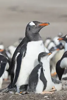 Images Dated 13th January 2015: Gentoo Penguin (Pygoscelis papua) on the Falkland Islands, half grown chick with parent