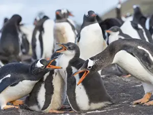 Images Dated 11th January 2015: Gentoo Penguin (Pygoscelis papua) on the Falkland Islands, half grown chick with parent