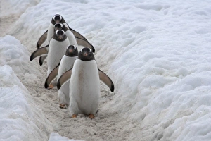 Gentoo Penguin (Pygoscelis papua) on ice, Neko Harbor, Antarctica