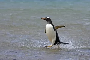 Images Dated 19th January 2007: gentoo penguin, Pygoscelis papua, jumping out of the water, Beaver Island, Falkland Islands
