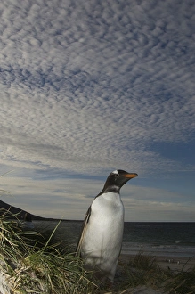 Sub Antarctic Prints: Gentoo Penguin (Pygoscelis papua) Keppel Island. Off north coast of West Falkland