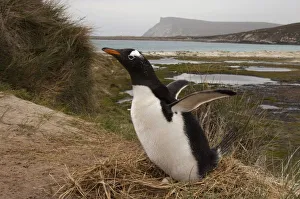 Images Dated 16th November 2007: Gentoo Penguin (Pygoscelis papua) on a nest, West Falkland, Falkland Islands