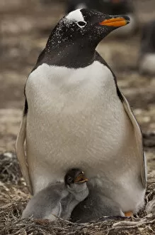 Gentoo Penguin (Pygoscelis papua) on nest with chicks. West Falkland. FALKLAND ISLANDS