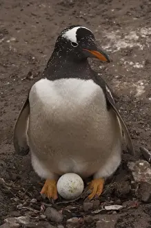Images Dated 14th October 2007: Gentoo Penguin (Pygoscelis papua) on nest with egg Sea Lion Island. South of mainland