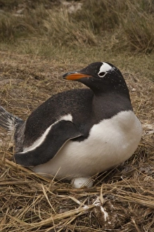 Colony Prints: Gentoo Penguin (Pygoscelis papua) nesting, West Falkland. Falkland Islands