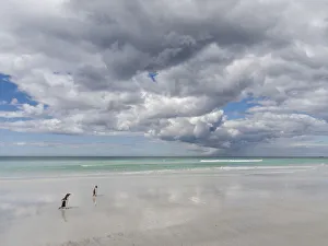 Images Dated 19th January 2017: Gentoo Penguin (Pygoscelis Papua) on the sandy beach of Volunteer Point. South America