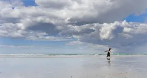 Spheniscidae Prints: Gentoo Penguin (Pygoscelis Papua) on the sandy beach of Volunteer Point. South America