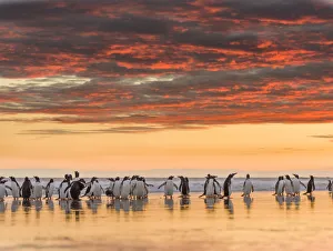 Images Dated 17th July 2018: Gentoo Penguin (Pygoscelis Papua) on the sandy beach of Volunteer Point. South America