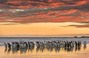 Images Dated 17th July 2018: Gentoo Penguin (Pygoscelis papua) on the sandy beach of Volunteer Point. South America