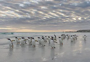 Gentoo Penguin (Pygoscelis papua) on the sandy beach of Volunteer Point. South America