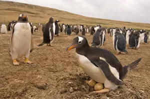 gentoo penguin, Pygoscelis papua, sitting on eggs, Beaver Island, Falkland Islands