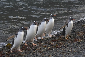 Hercules Bay Prints: Gentoo Penguin (Pygoscelis papua) in the water, Hercules Bay, South Georgia, Antarctica