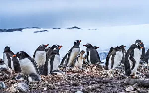 Antarctica Collection: Gentoo Penguin rookery, Yankee Harbor, Greenwich Island, Antarctica