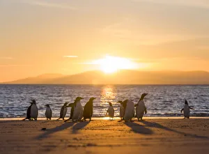 Spheniscidae Prints: Gentoo penguin on a sandy beach in the Falkland Islands in January