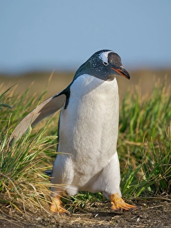 Prints of Gentoo Penguin. South America, Falkland Islands, Sea Lion Island Images Dated 2024 November: Gentoo Penguin. South America, Falkland Islands, Sea Lion Island