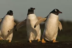 Images Dated 11th October 2007: Gentoo Penguins