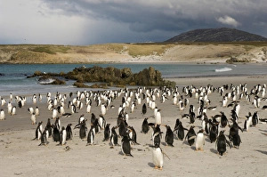 Gentoo Penguins (Pygoscelis papua). Pebble Island. Off north coast of West Falkland