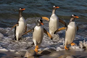 Vertebrate Prints: Gentoo penguins, Pygoscelis Papua, coming ashore. Pebble Island, Falkland Islands
