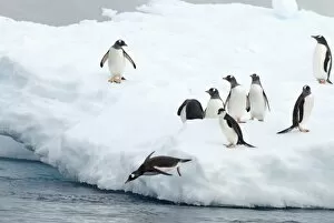 Images Dated 12th May 2005: gentoo penguins, Pygoscelis Papua, and chinstrap penguin, Pygoscelis antarctica, on glacial ice