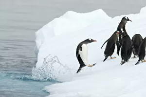 Images Dated 12th May 2005: gentoo penguins, Pygoscelis Papua, jumping onto glacial ice, western Antarctic Peninsula