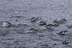 Images Dated 28th January 2007: gentoo penguins, Pygoscelis Papua, swimming in waters off the western Antarctic Peninsula